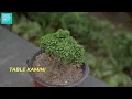টেবুলৰ ওপৰত ৰাখিব পৰা কিছু পুলি | Plants for Table Top | Parijat Nursery Jorhat