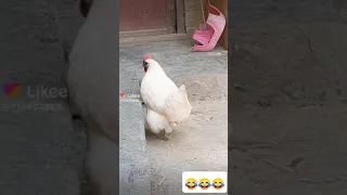 دجاجة تبيض وهي تمشي 