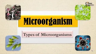 Science Year 6 Types Of Microorganisms 