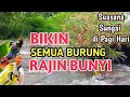 Download Lagu AUTO GACOR‼️ Suasana Sungai Di Pagi Hari Bikin Semua Burung Rajin Bunyi