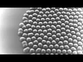 gray-scott reaction diffusion