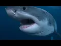 When Does Shark Week Start in 2018 Complete TV Schedule of Discovery Channel Programs