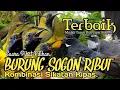 Download Lagu SUARA PIKAT BURUNG SOGON RIBUT. KOMBINASI SIKATAN KIPAS.💯% TERBAIK..