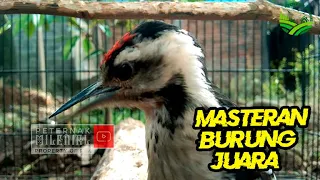 masteran pelatuk suara jernih sangat cocok buat masteran burung kesayangan