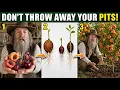 Don t Throw Away Your Pits Grow Peach Plum Cherry Apricot Almond Trees in Just 3 Steps