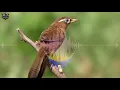 Download Lagu SUARA KICAU BURUNG HWAMEI WAMBI GACOR COCOK UNTUK MASTERAN