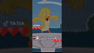 أغنية سنجل ومبسوط بحالي لا محبوب ولا غالي بلا حب وبلا بطيخ وبحبك يا جوالي 