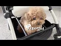 Download Lagu 아기 어린이집 등하원에 진심인 강아지ㅋㅋ