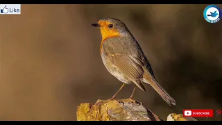 European Robin Song صوت عصفور أبو الحن 