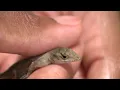 What is up with all the brown lizards in Houston