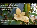 Magnolia Serendipity