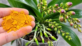 You Won’t Believe It! Just a Little of This Makes Plants GROW and BLOOM 5x Faster