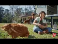 Raise Your Backyard Flock with Help from Tractor Supply