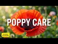 Poppy Care How to Grow These Iconic Easy-Care Flowers