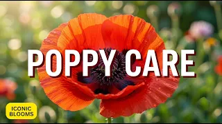 Poppy Care How to Grow These Iconic Easy-Care Flowers