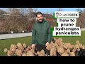 How to prune Hydrangea paniculata 3 ways