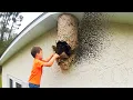 he grabbed the WRONG wasp nest..