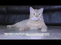 Cat gets ear clipped after going to the vet to get Neutered
