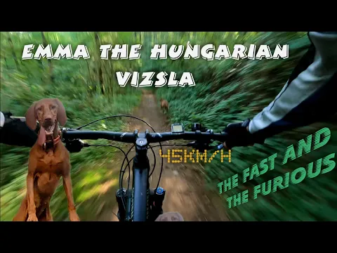 Download MP3 Emma the Hungarian Vizsla trail dog - The fast and the furious