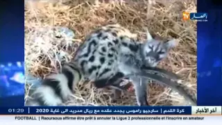 العثور على حيوان غريب مفترس الذي هاجما العائلات ببومرداس 