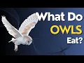 What Do Owls Eat Uncovering the Diet of These Mysterious Night Hunters
