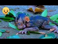 Download Lagu Uncredible.! Mom monkey tries to refuse and abandon the newborn baby, So pitiful baby