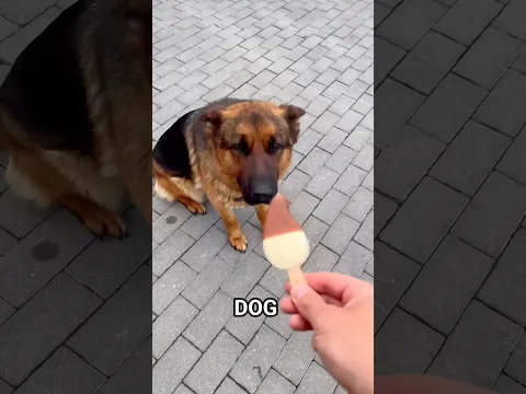 CAN DOGS EAT ICE CREAM? 🍦🐶