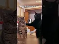Download Lagu you better laugh at these stupidity funny cats