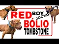 Pitbull Dog Lineages - The crossover success