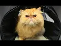 This Orange Persian Cat Was SO Loving I Wasn t Ready