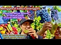 Download Lagu GREBEK KEBUN TETANGGA! BUAH ANGGURNYA NUMPUK FULL! PADAT MERAYAP MENJUNTAI! BEBAS AMBIL SEPUASNYA🇷🇴