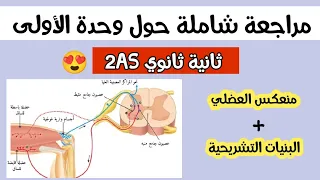 ثانية ثانوي مراجعة شاملة و مفصلة للوحدة الأولى الجزء الأول المنعكس العضلي البنيات التشريحية 