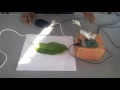 Plant leaf disease detection using image processing