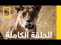 Download Lagu حكم الرعب | المملكة المتوحشة | ناشونال جيوغرافيك أبوظبي