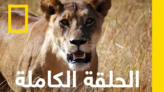 حكم الرعب المملكة المتوحشة ناشونال جيوغرافيك أبوظبي 