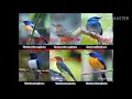 Download Lagu Suara pikat burung tledekan 100% ampuh