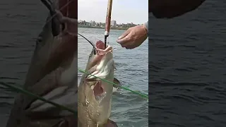 من اقوى فديوهات الصيد بالطعم الحي من نهر النيل Shorts 