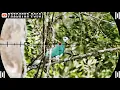 Download Lagu BERBURU BURUNG PERGAM SUPER JUMBO LANGSUNG MASAK DI PINGGIR SUNGAI 