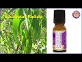 Eucalyptus Radiata - eucalyptus essential oil uses