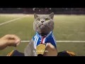 Funny Cat Movies Episode 3 The Cat Who Finally Caught the Laser