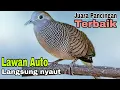 Download Lagu PANCINGAN PERKUTUT SUARA TERBAIK PALING CEPAT BIKIN SEMUA LAWAN NYAUT LANGSUNG RIBUT !!