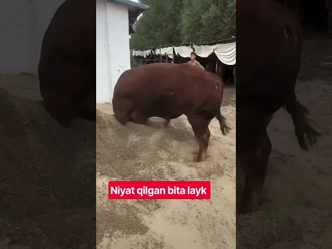 BULLS #farm #farming #animals #geremfort #anggus #avlikol #semental #galishteyin #cow #bull #buqa