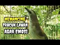 Download Lagu Suara burung trucuk betina memanggil jantan Pancingan ampuh trucukan agar bunyi