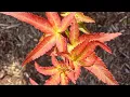 Best Japanese Maples for Full Sun in Southeast zone 8a - Garden Tour mid August