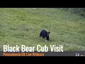 PA Elk Live Webcam - Black Bear Cub Visit 26