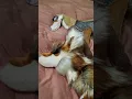 I made fox plushies