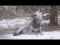 Lagu Beautiful Black Wolf Zephyr Howls in the Snow