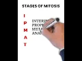 Stages of mitosis Cell Division BIOLOGY