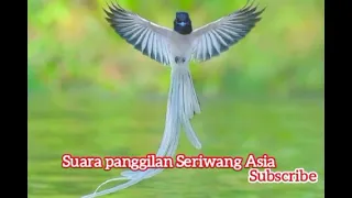 Download Suara pikat burung seriwang asia MP3
