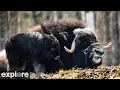 LIVE Muskox Cam UAF Large Animal Research Station - Alaska explore org